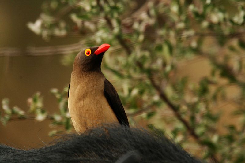 Red-billed Oxpecker